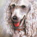 Исаков А. 1994. Год собаки. Средний пудель. Блок